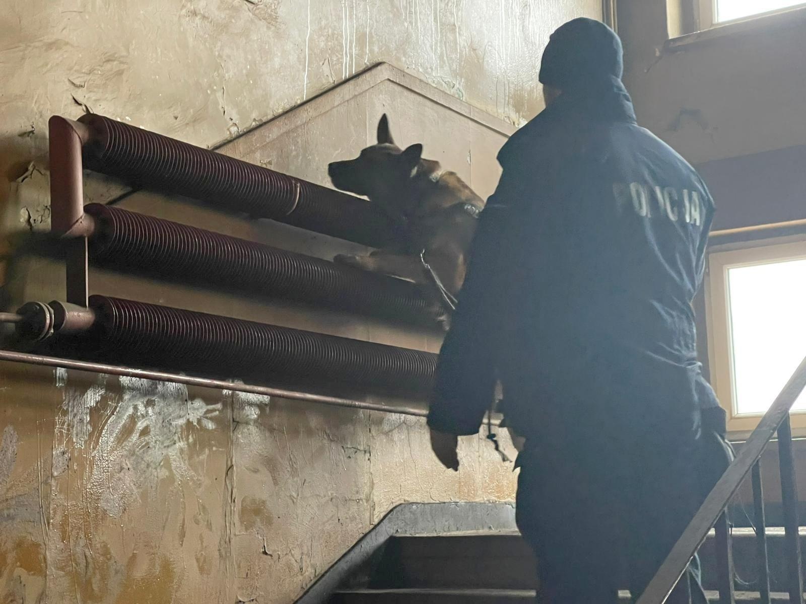 Zdjęcie w galerii na portalu naszwodzislaw.com: Czworonożni strażnicy graniczni, żołnierze i policjanci szkolili się w Chorzowie wiadomości z regionu