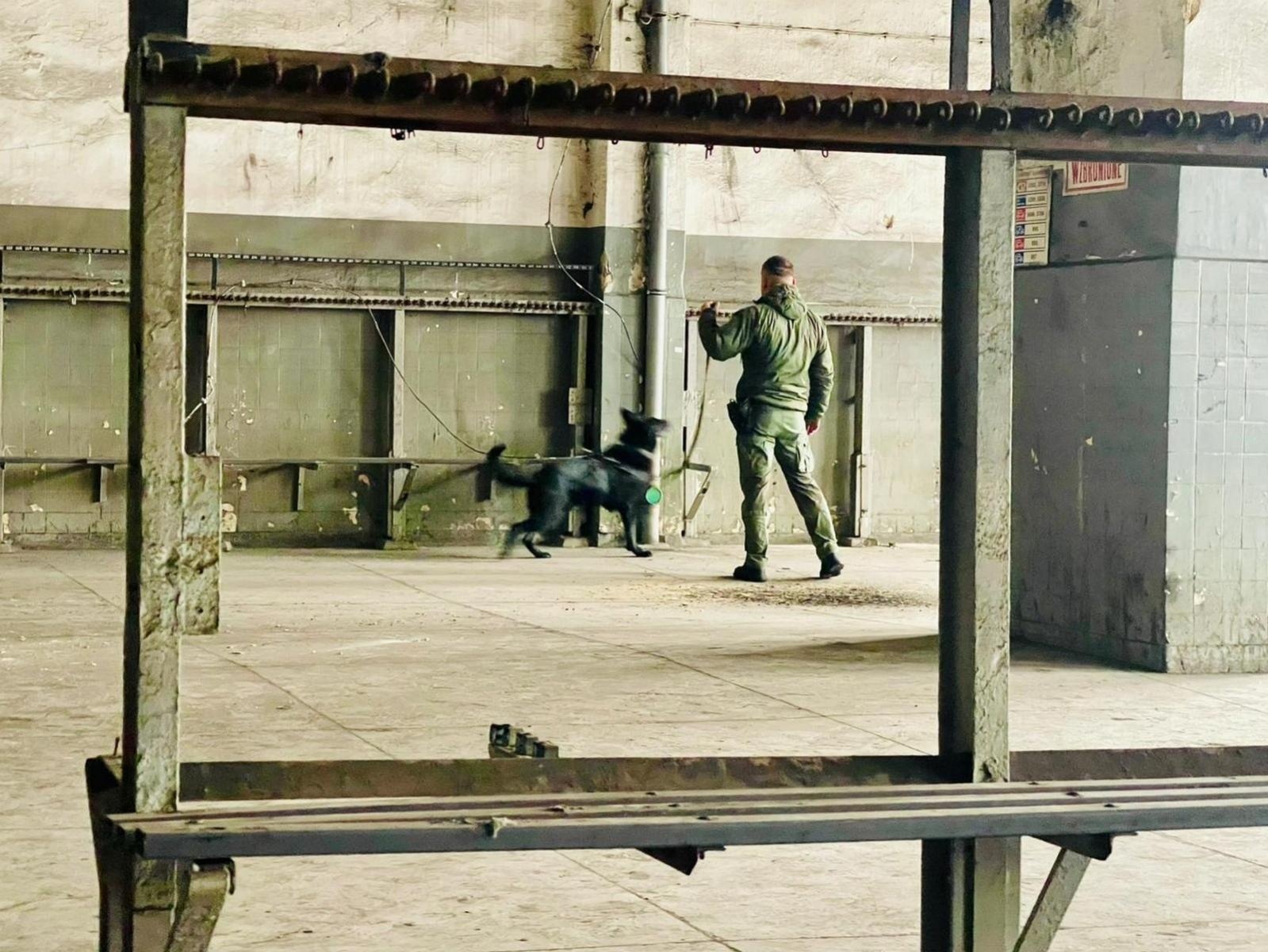 Zdjęcie w galerii na portalu naszwodzislaw.com: Czworonożni strażnicy graniczni, żołnierze i policjanci szkolili się w Chorzowie wiadomości z regionu