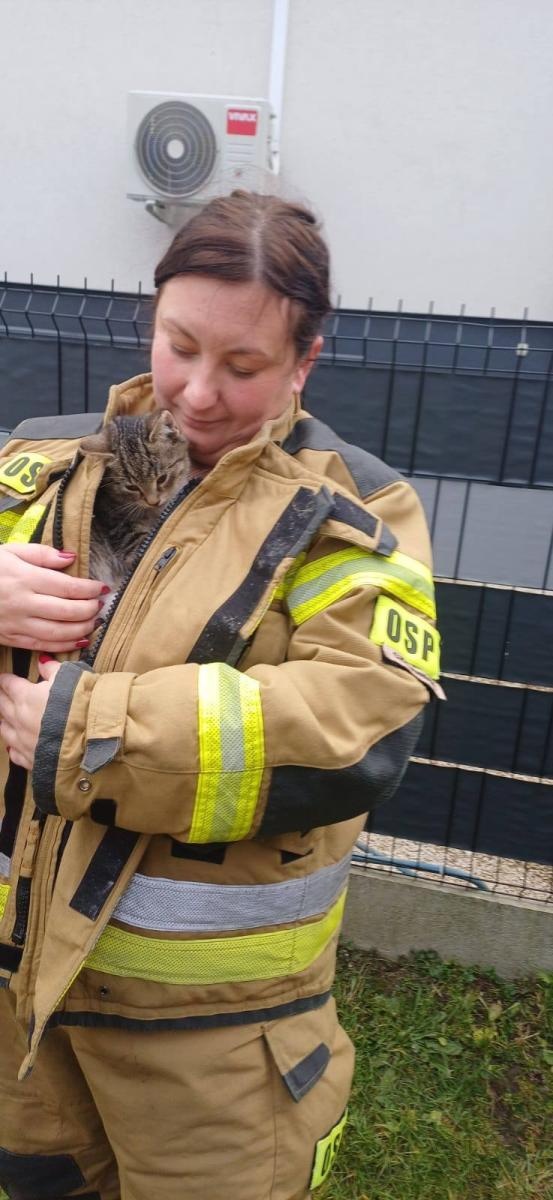 Zdjęcie w galerii na portalu naszwodzislaw.com: Czyżowice: Strażacy ruszyli kotu na ratunek. Zwierzak utknął w ogrodzeniu wiadomości z regionu