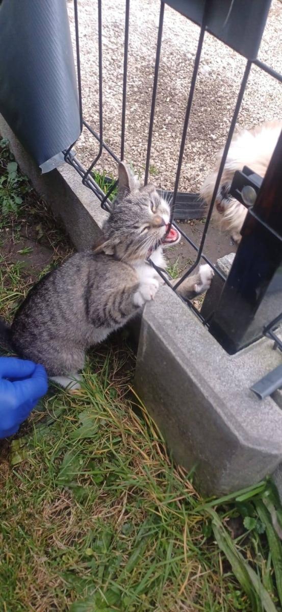 Zdjęcie w galerii na portalu naszwodzislaw.com: Czyżowice: Strażacy ruszyli kotu na ratunek. Zwierzak utknął w ogrodzeniu wiadomości z regionu