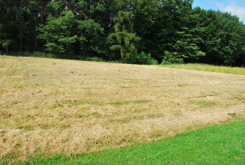 Zdjęcie w galerii na portalu naszwodzislaw.com: Miasto oferuje działki na Grodzisku wiadomości z regionu