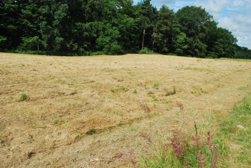 Zdjęcie w galerii na portalu naszwodzislaw.com: Miasto oferuje działki na Grodzisku wiadomości z regionu