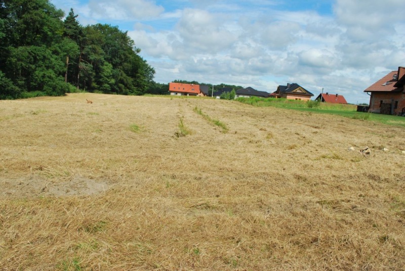Zdjęcie w galerii na portalu naszwodzislaw.com: Miasto oferuje działki na Grodzisku wiadomości z regionu