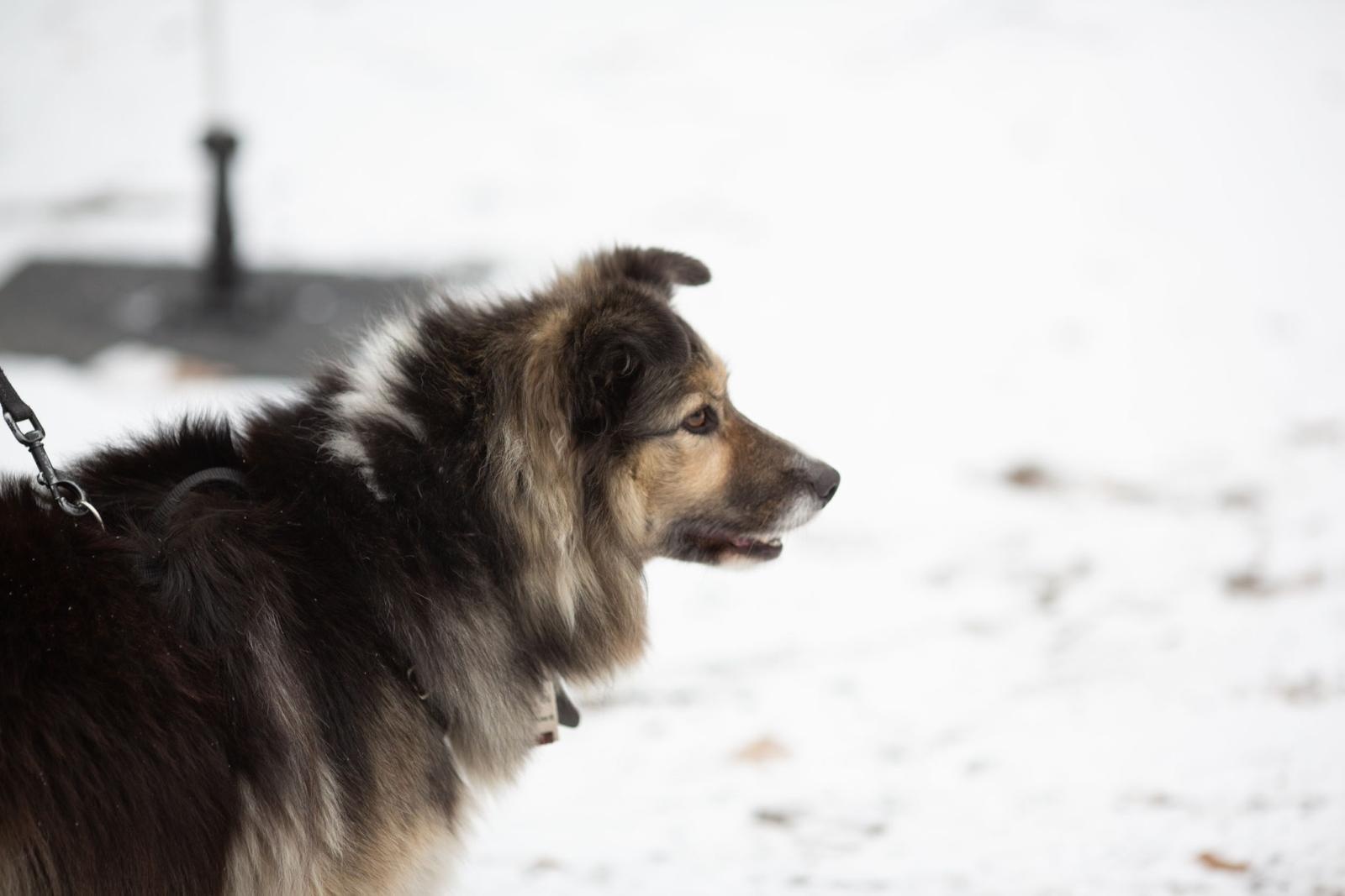 Zdjęcie w galerii na portalu naszwodzislaw.com: Sylwestrowe bieganie w Radlinie. Sportowa zabawa mimo zimowej aury [FOTO] wiadomości z regionu