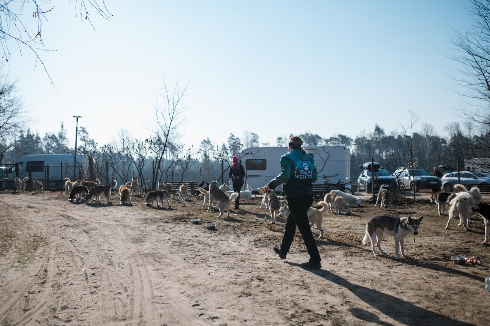 Zdjęcie w galerii na portalu naszwodzislaw.com: Sportowe emocje, psy i adrenalina – Dog Adventure Sprint Race wiadomości z regionu