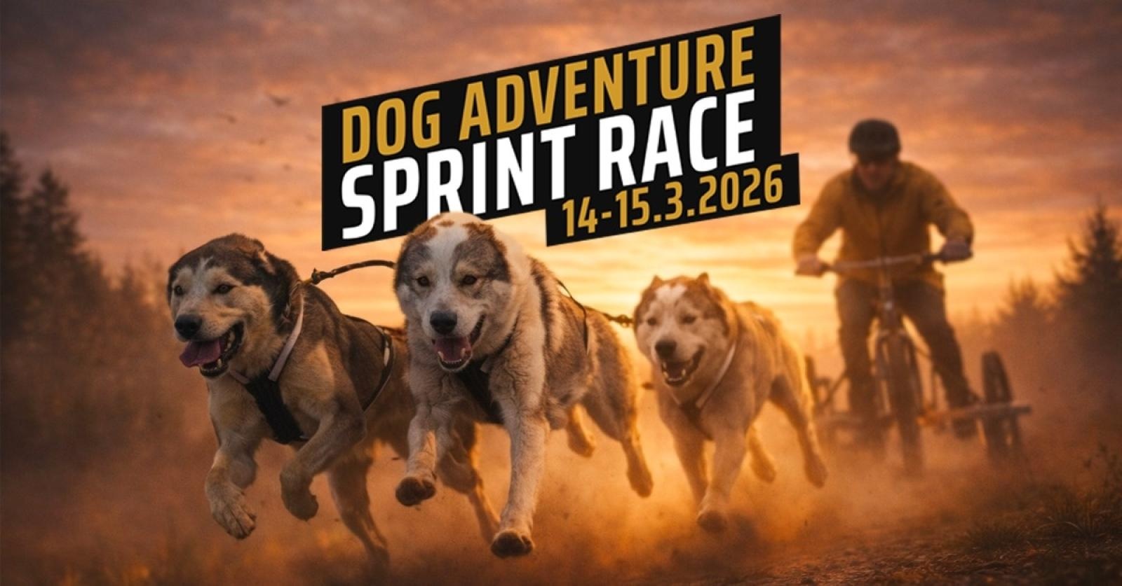 Zdjęcie w galerii na portalu naszwodzislaw.com: Sportowe emocje, psy i adrenalina – Dog Adventure Sprint Race wiadomości z regionu