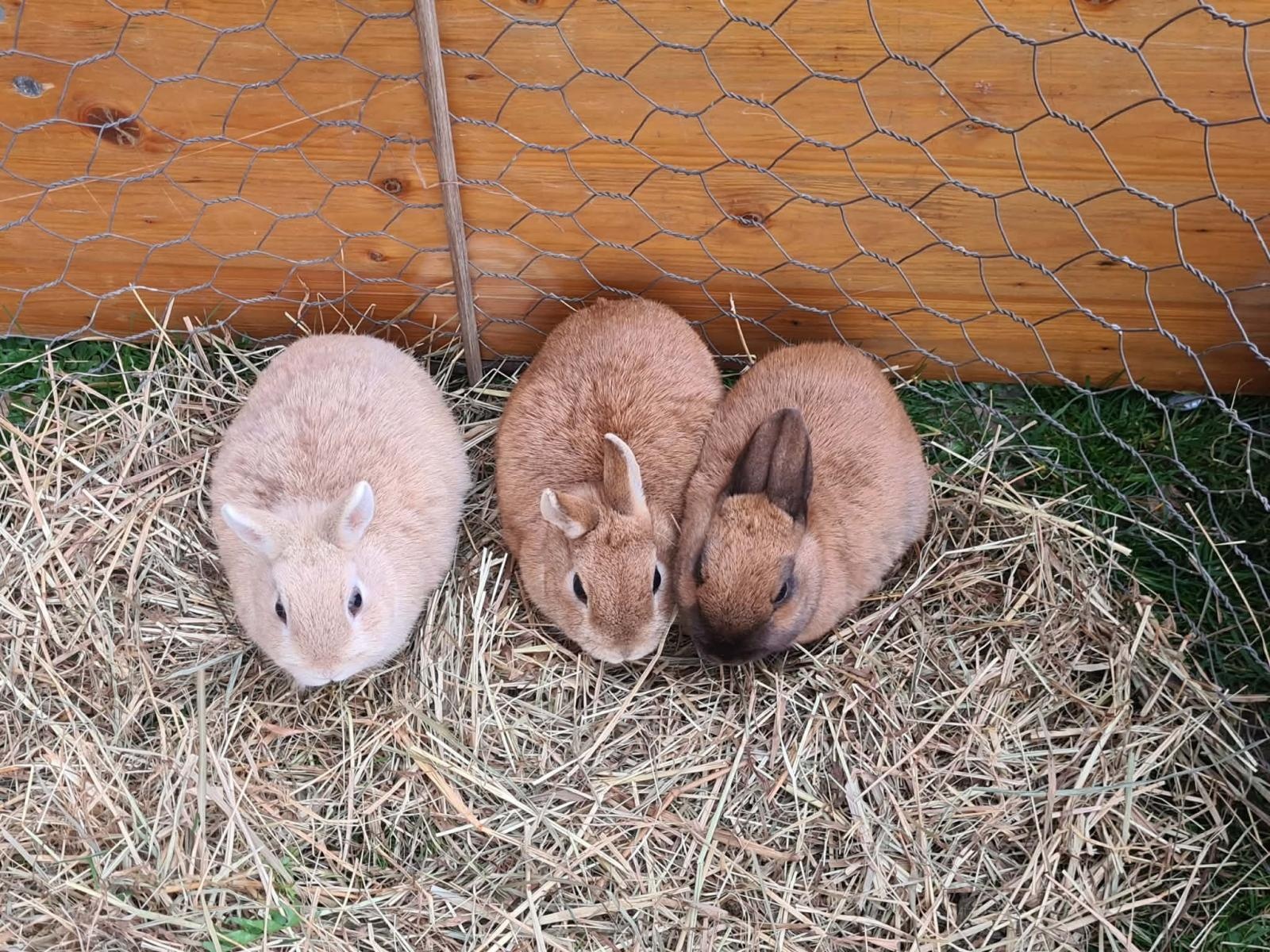 Zdjęcie w galerii na portalu naszwodzislaw.com: Hazok znów przyciągnął tłumy. Ponad setka dzieci ruszyła na poszukiwania zajączka [FOTO] wiadomości z regionu