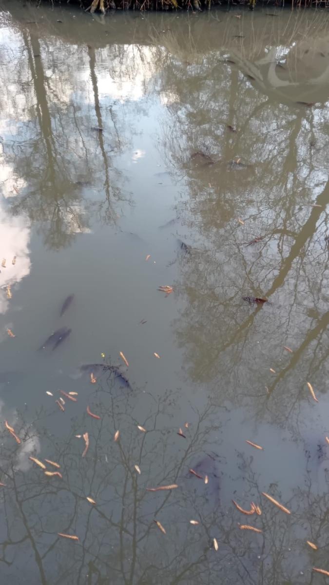 Zdjęcie w galerii na portalu naszwodzislaw.com: Śnięte ryby i fetor w parku miejskim. Radny interweniuje, miasto odpowiada wiadomości z regionu