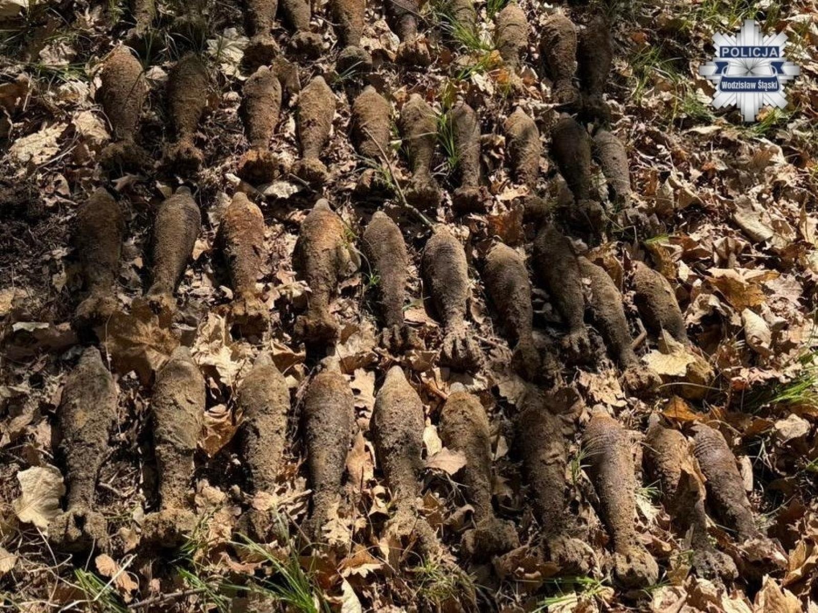 Zdjęcie w galerii na portalu naszwodzislaw.com: Ponad 50 niewybuchów w Syryni. Saperzy interweniowali po zgłoszeniu mieszkańca wiadomości z regionu