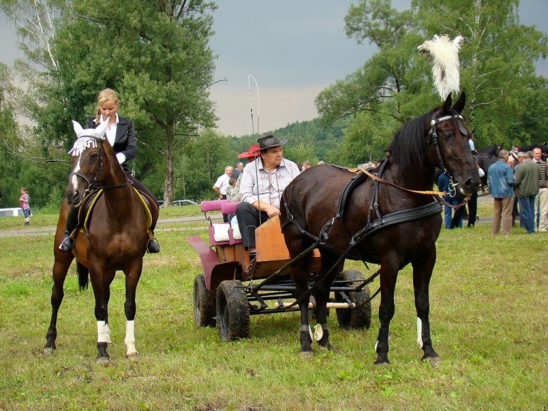 Zdjęcie w galerii na portalu naszwodzislaw.com: Grzanka, Britney, Rita, Muppet... wiadomości z regionu