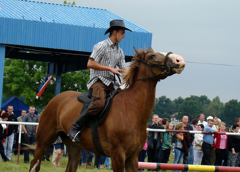 Zdjęcie w galerii na portalu naszwodzislaw.com: Grzanka, Britney, Rita, Muppet... wiadomości z regionu