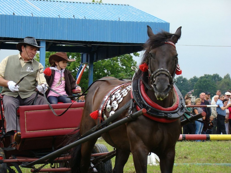 Zdjęcie w galerii na portalu naszwodzislaw.com: Grzanka, Britney, Rita, Muppet... wiadomości z regionu
