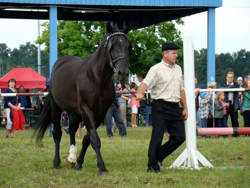 Zdjęcie w galerii na portalu naszwodzislaw.com: Grzanka, Britney, Rita, Muppet... wiadomości z regionu
