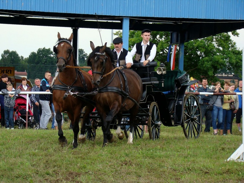 Zdjęcie w galerii na portalu naszwodzislaw.com: Grzanka, Britney, Rita, Muppet... wiadomości z regionu