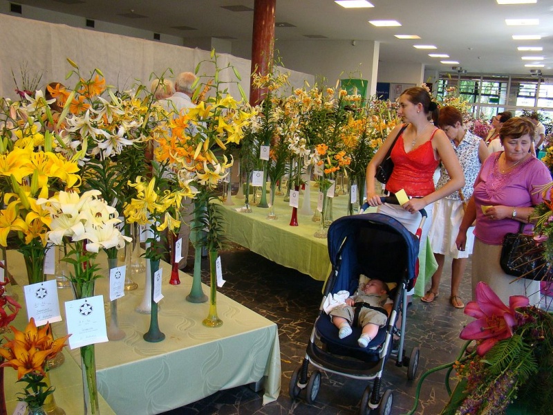 Zdjęcie w galerii na portalu naszwodzislaw.com: W mieście brakuje kwiatów? wiadomości z regionu