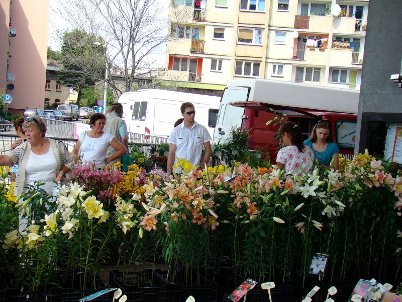 Zdjęcie w galerii na portalu naszwodzislaw.com: W mieście brakuje kwiatów? wiadomości z regionu
