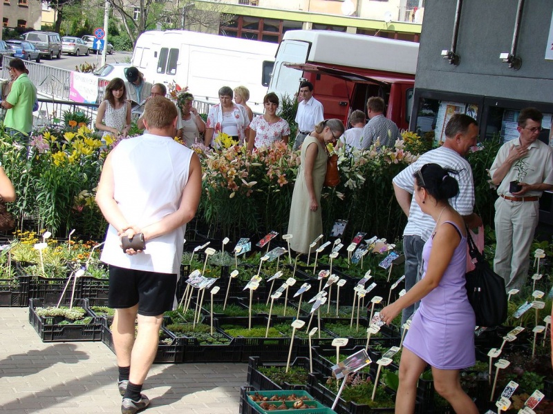 Zdjęcie w galerii na portalu naszwodzislaw.com: W mieście brakuje kwiatów? wiadomości z regionu