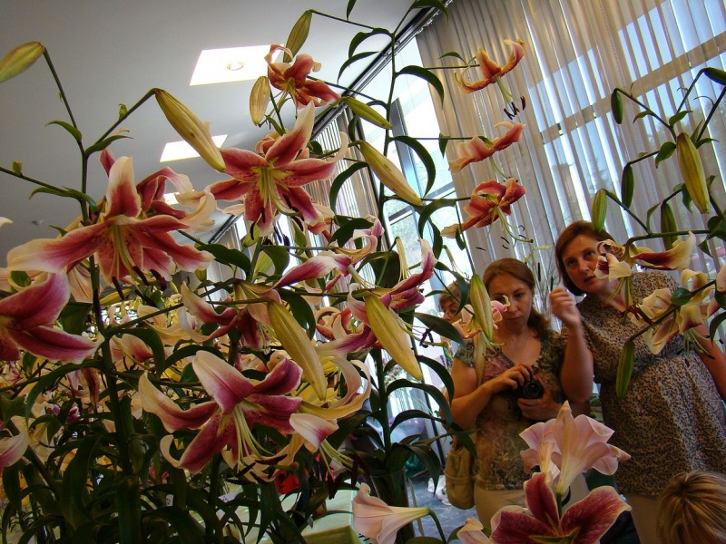 Zdjęcie w galerii na portalu naszwodzislaw.com: W mieście brakuje kwiatów? wiadomości z regionu