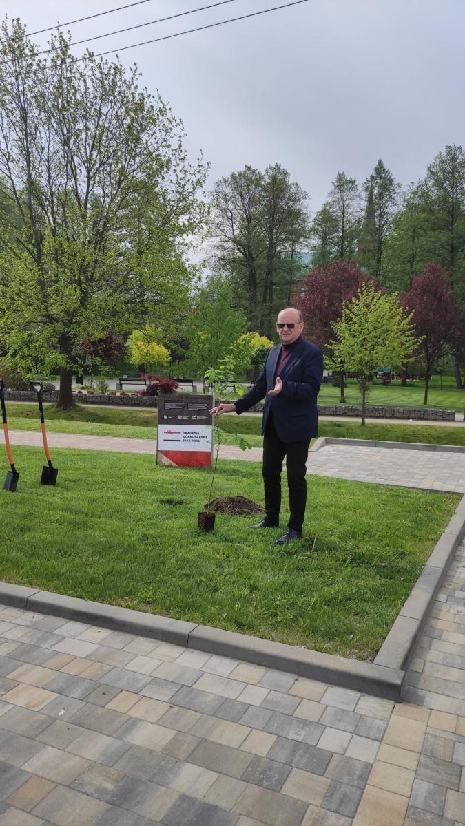 Zdjęcie w galerii na portalu naszwodzislaw.com: Dąb Pokoju w Mszanie. Symbol pamięci o Tragedii Górnośląskiej wiadomości z regionu