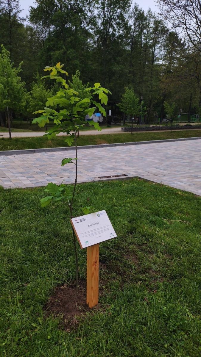 Zdjęcie w galerii na portalu naszwodzislaw.com: Dąb Pokoju w Mszanie. Symbol pamięci o Tragedii Górnośląskiej wiadomości z regionu