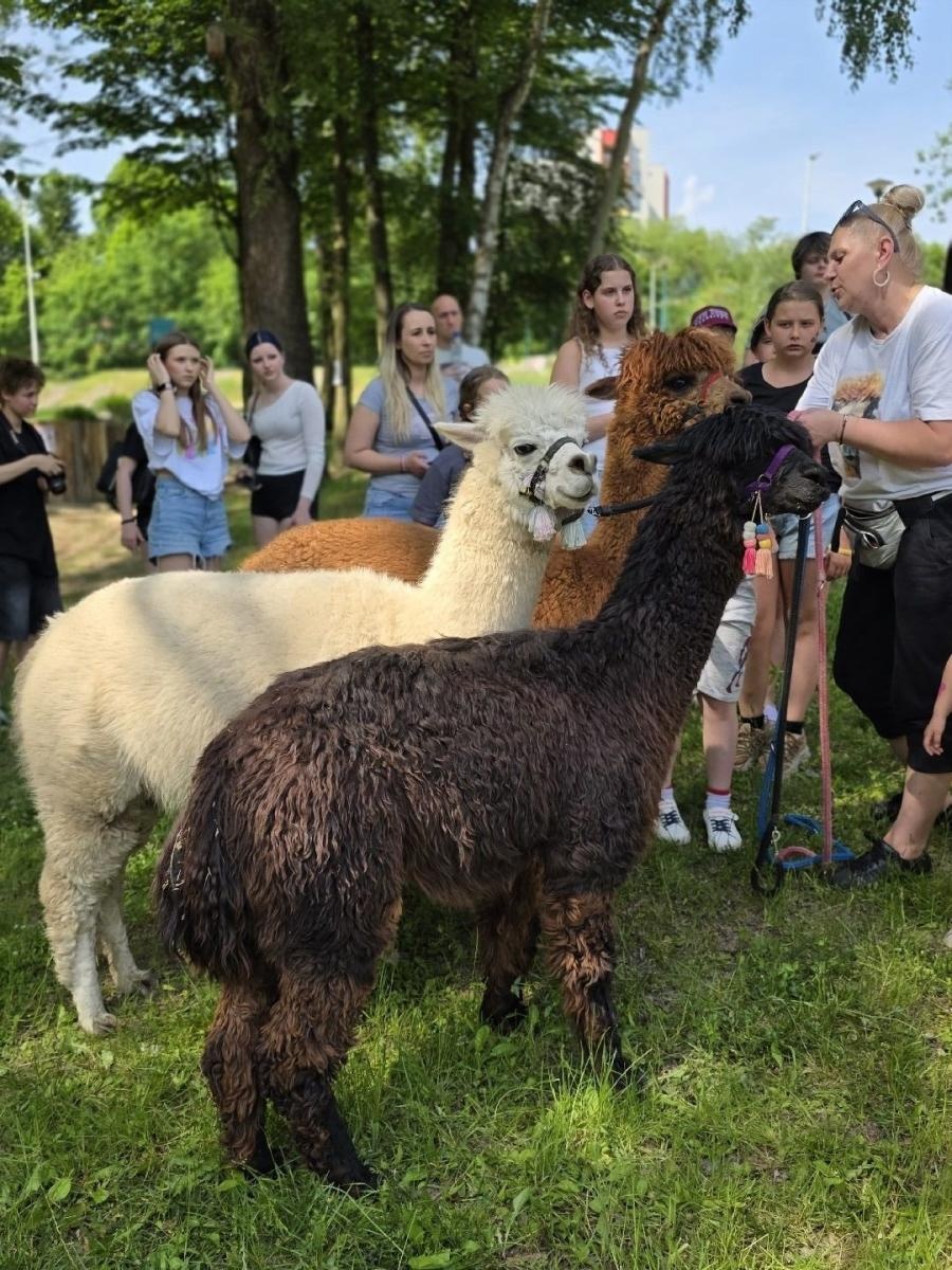 Zdjęcie w galerii na portalu naszwodzislaw.com: Weekend, który połączył mieszkańców. Kultura i integracja na Trzech Wzgórzach [FOTO] wiadomości z regionu