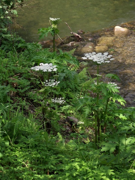 Zdjęcie w galerii na portalu naszwodzislaw.com: Kaukaski barszcz wciąż parzy  wiadomości z regionu