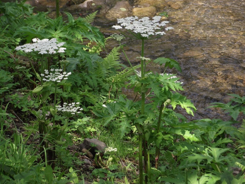 Zdjęcie w galerii na portalu naszwodzislaw.com: Kaukaski barszcz wciąż parzy  wiadomości z regionu