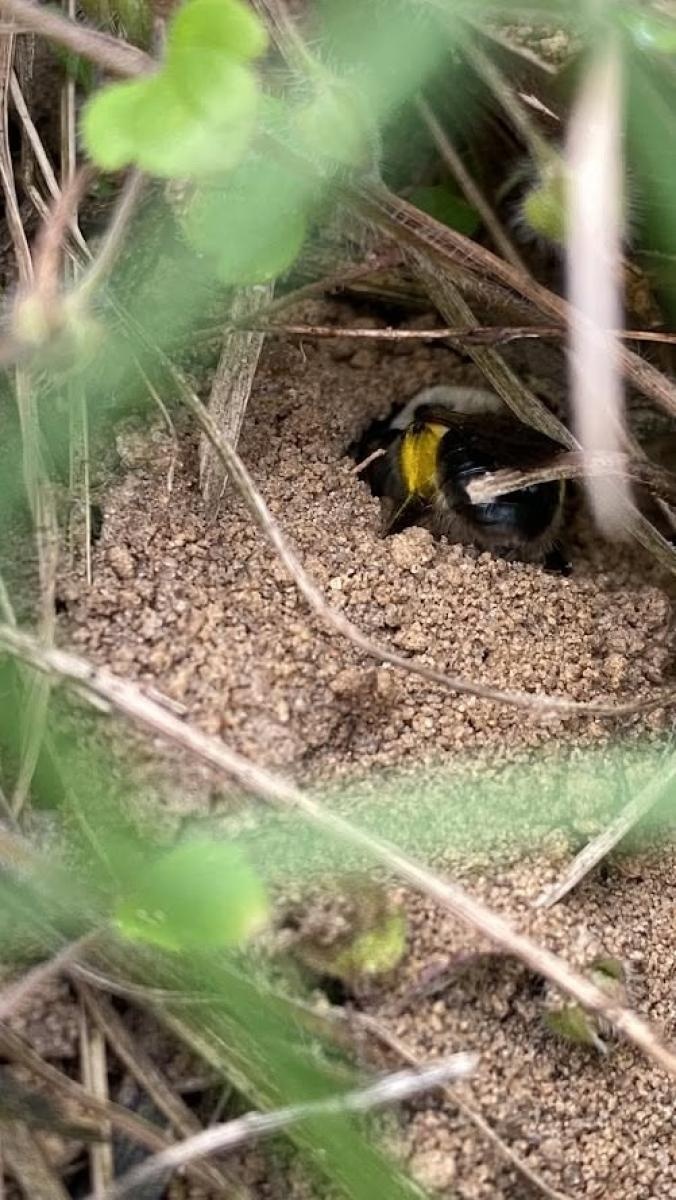 Zdjęcie w galerii na portalu naszwodzislaw.com: Dom z piasku dla dzikich pszczół powstanie w Radlinie. Mieszkańcy pomogą zbudować sandarium wiadomości z regionu