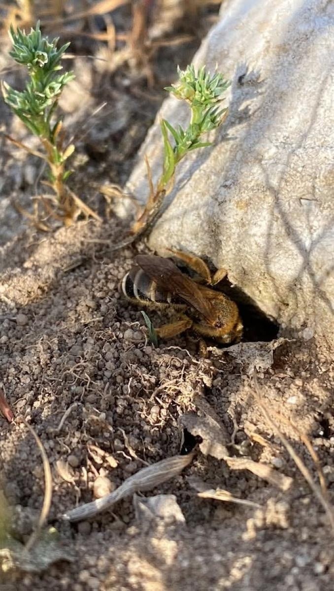 Zdjęcie w galerii na portalu naszwodzislaw.com: Dom z piasku dla dzikich pszczół powstanie w Radlinie. Mieszkańcy pomogą zbudować sandarium wiadomości z regionu