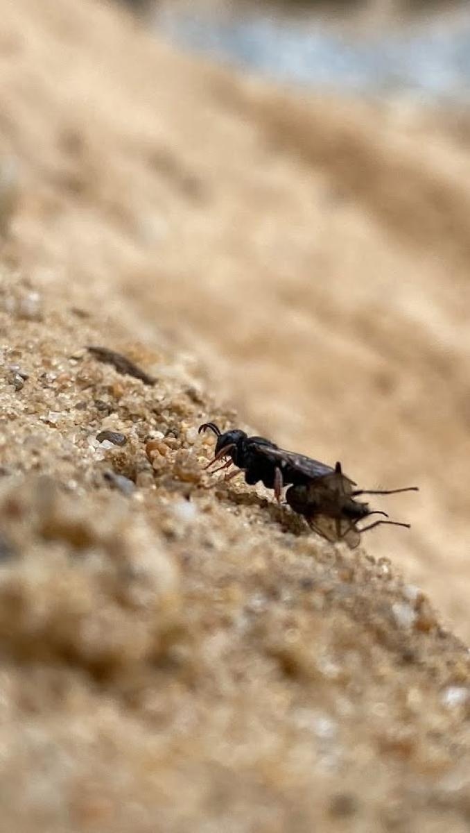 Zdjęcie w galerii na portalu naszwodzislaw.com: Dom z piasku dla dzikich pszczół powstanie w Radlinie. Mieszkańcy pomogą zbudować sandarium wiadomości z regionu