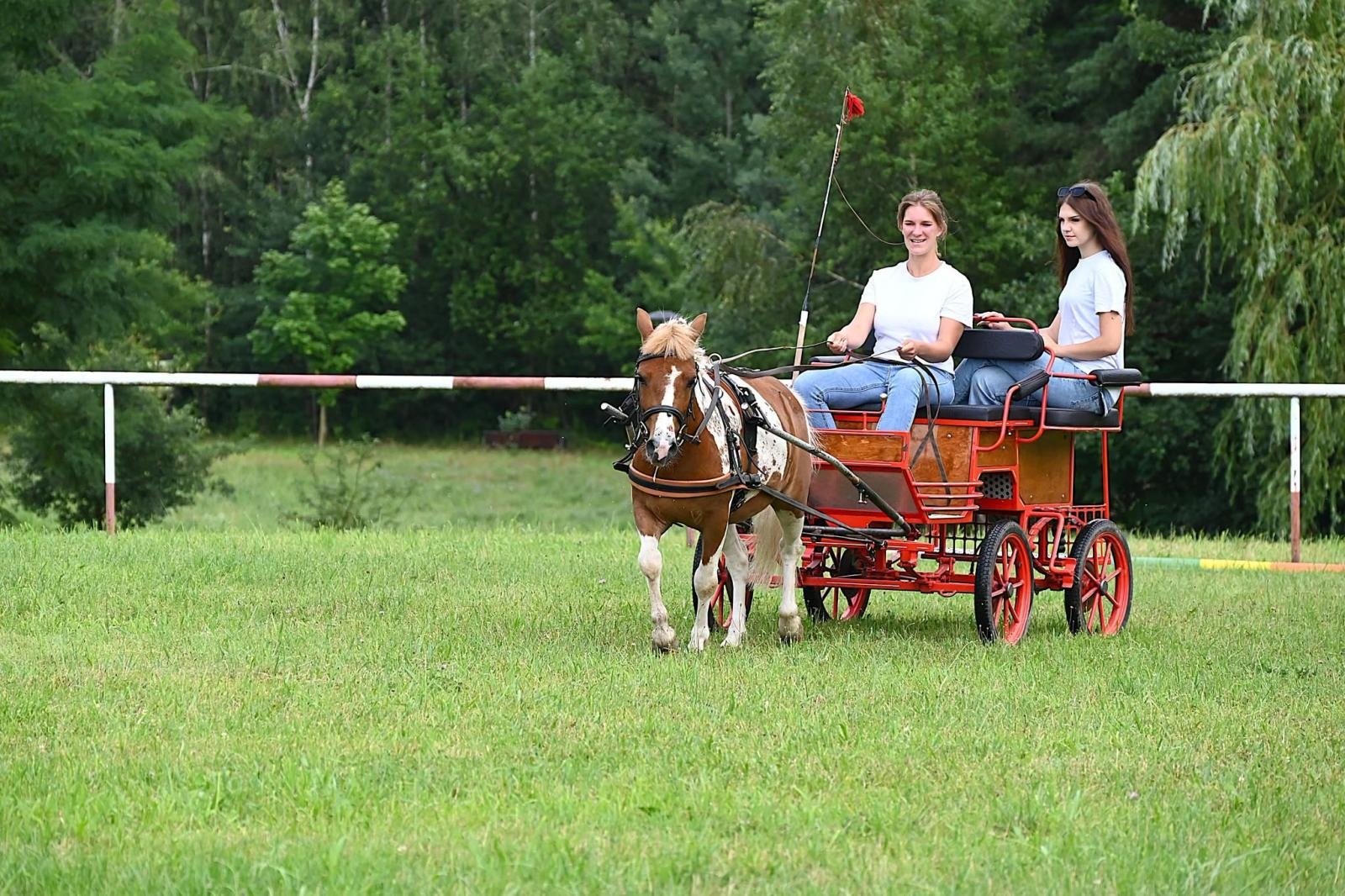 Zdjęcie w galerii na portalu naszwodzislaw.com: Nie tylko piękne, ale i niezwykle utalentowane. Konie oczarowały widzów w Krostoszowicach [FOTO] wiadomości z regionu