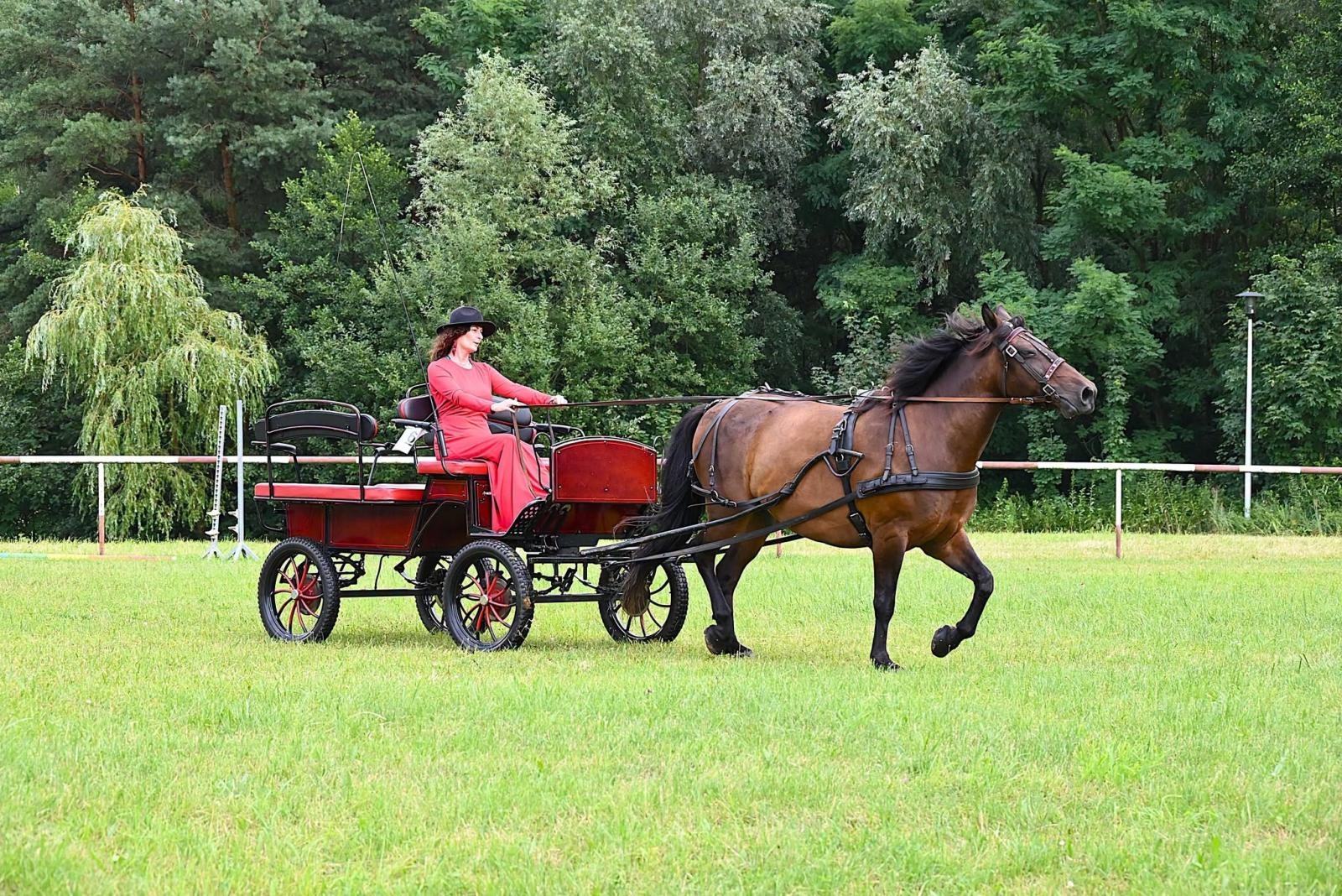 Zdjęcie w galerii na portalu naszwodzislaw.com: Nie tylko piękne, ale i niezwykle utalentowane. Konie oczarowały widzów w Krostoszowicach [FOTO] wiadomości z regionu