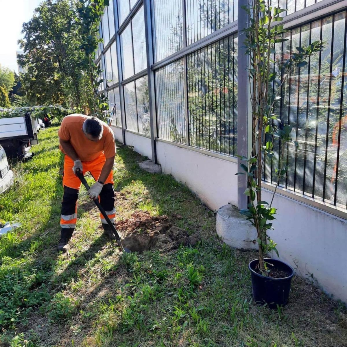 Zdjęcie w galerii na portalu naszwodzislaw.com: W Wodzisławiu przybywa zieleni. Nowe drzewa posadzono w dwóch miejscach wiadomości z regionu