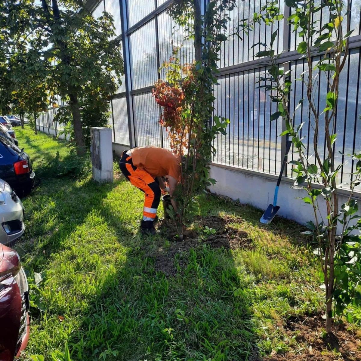 Zdjęcie w galerii na portalu naszwodzislaw.com: W Wodzisławiu przybywa zieleni. Nowe drzewa posadzono w dwóch miejscach wiadomości z regionu