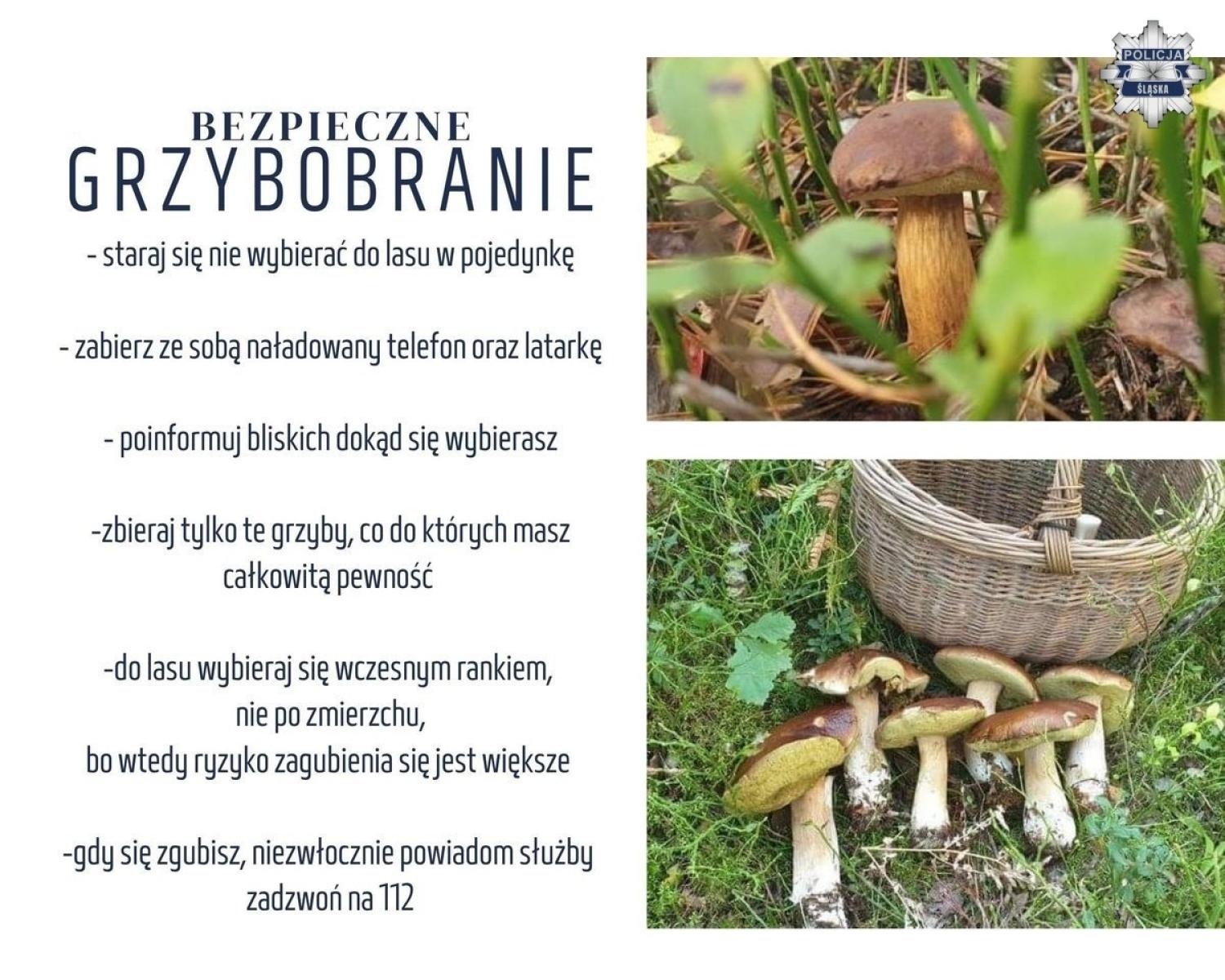Zdjęcie w galerii na portalu naszwodzislaw.com: Wyruszasz na grzyby? Policja przypomina o najważniejszych zasadach bezpieczeństwa wiadomości z regionu