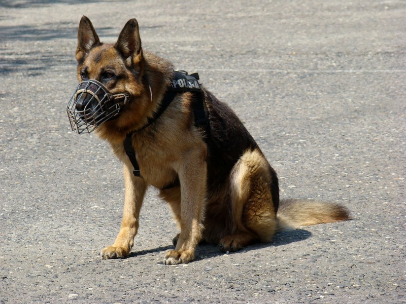 Zdjęcie w galerii na portalu naszwodzislaw.com: Sznupek i Toro z wizytą na Maju wiadomości z regionu