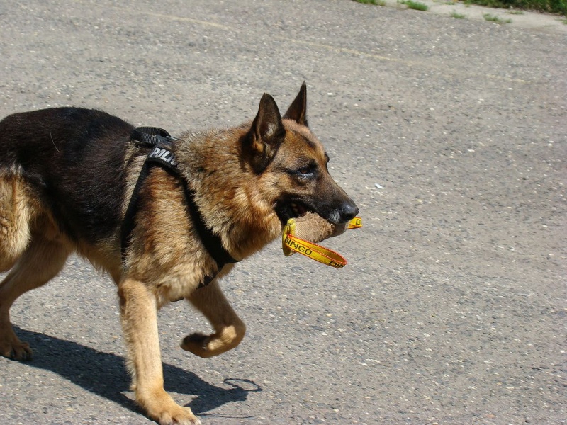 Zdjęcie w galerii na portalu naszwodzislaw.com: Sznupek i Toro z wizytą na Maju wiadomości z regionu