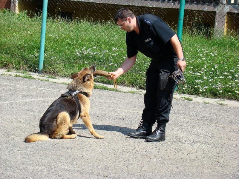 Zdjęcie w galerii na portalu naszwodzislaw.com: Sznupek i Toro z wizytą na Maju wiadomości z regionu