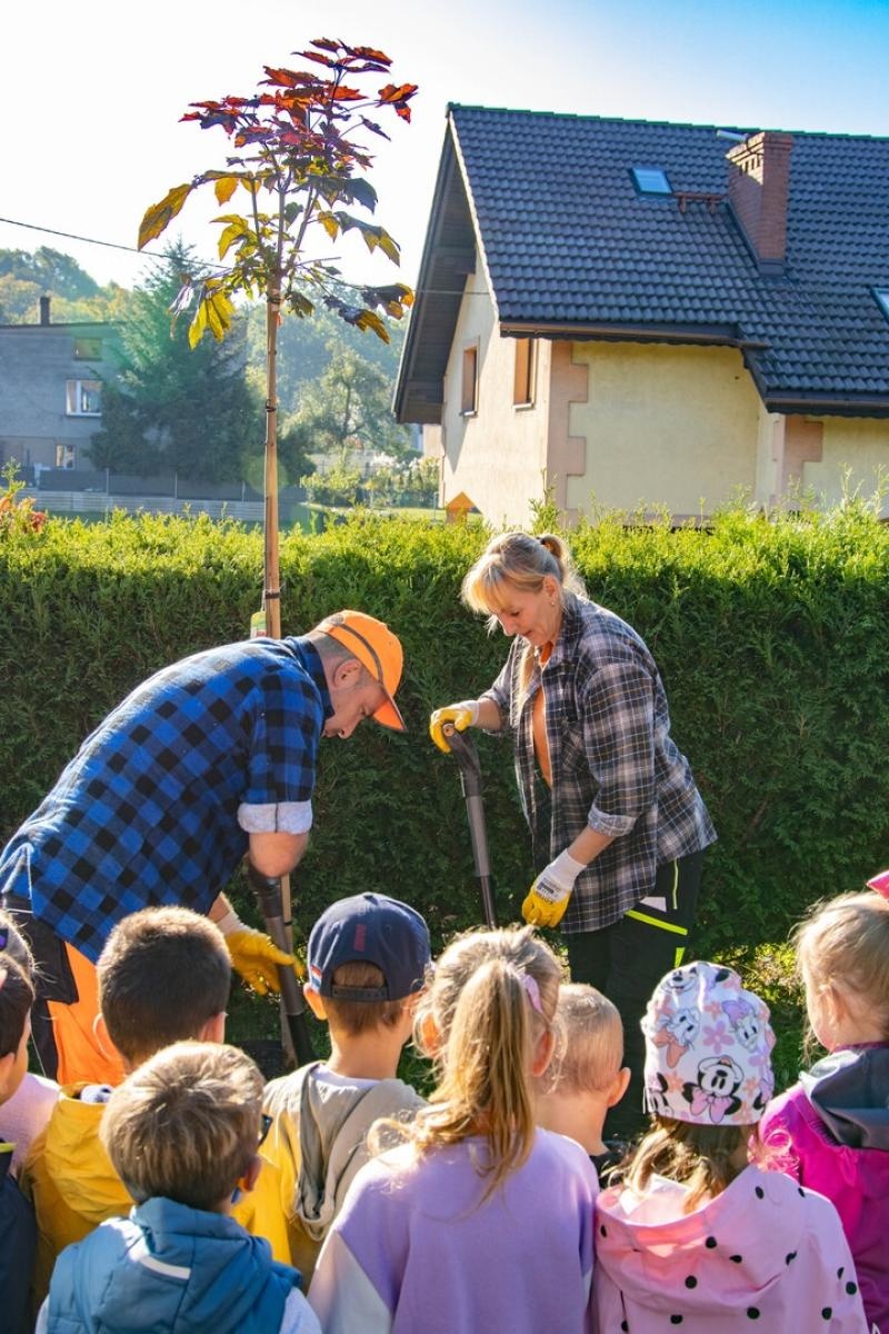 Zdjęcie w galerii na portalu naszwodzislaw.com: Wodzisław sadzi drzewa i stawia na OZE. Uczniowie pomogli zazielenić okolice szkół wiadomości z regionu