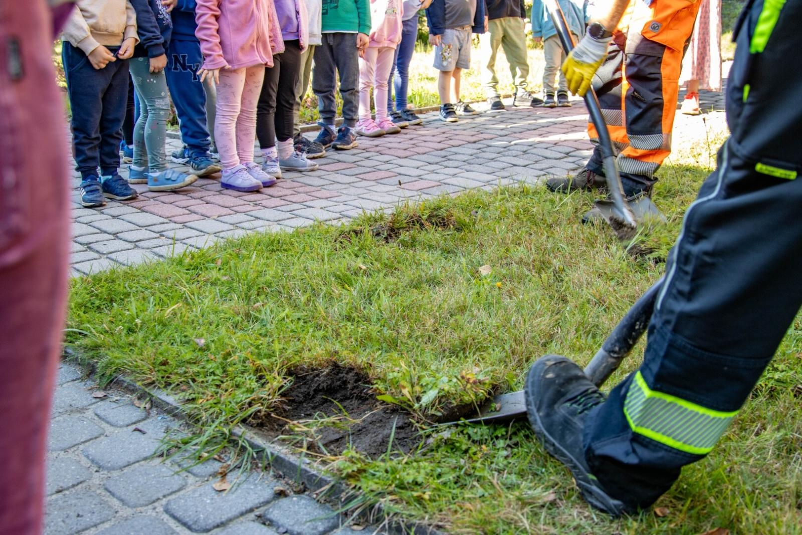 Zdjęcie w galerii na portalu naszwodzislaw.com: Wodzisław sadzi drzewa i stawia na OZE. Uczniowie pomogli zazielenić okolice szkół wiadomości z regionu