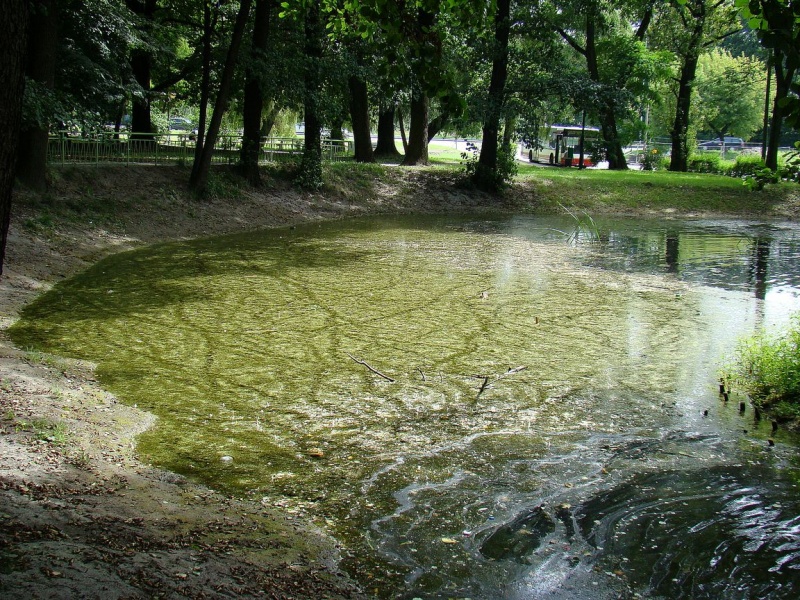 Zdjęcie w galerii na portalu naszwodzislaw.com: SKM przegrywają walkę z glonami wiadomości z regionu