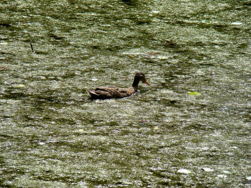 Zdjęcie w galerii na portalu naszwodzislaw.com: SKM przegrywają walkę z glonami wiadomości z regionu