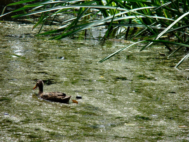 Zdjęcie w galerii na portalu naszwodzislaw.com: SKM przegrywają walkę z glonami wiadomości z regionu
