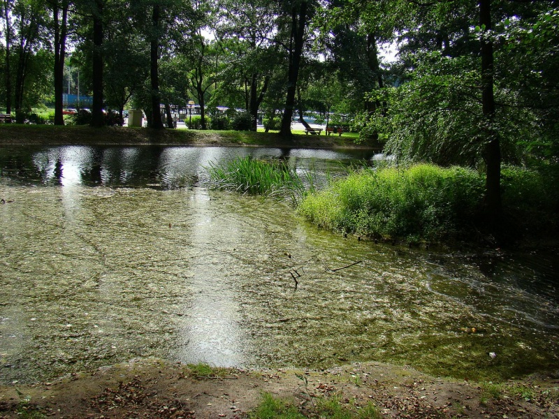 Zdjęcie w galerii na portalu naszwodzislaw.com: SKM przegrywają walkę z glonami wiadomości z regionu