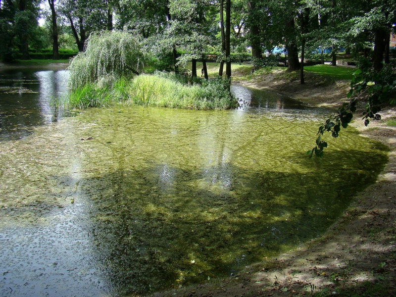 Zdjęcie w galerii na portalu naszwodzislaw.com: SKM przegrywają walkę z glonami wiadomości z regionu