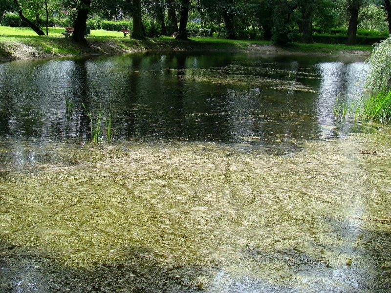 Zdjęcie w galerii na portalu naszwodzislaw.com: SKM przegrywają walkę z glonami wiadomości z regionu