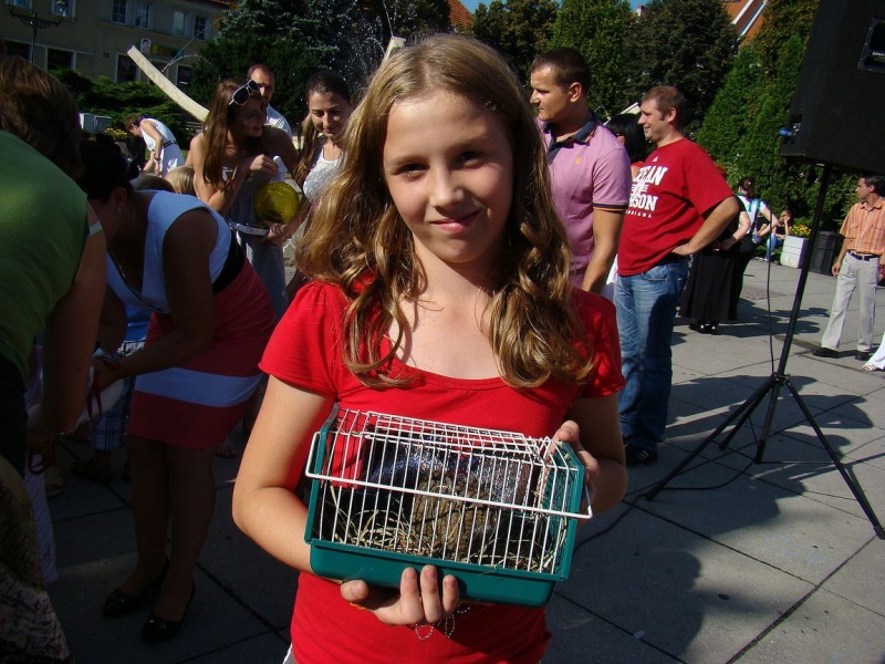 Zdjęcie w galerii na portalu naszwodzislaw.com: Gryzonie pędziły po zwycięstwo wiadomości z regionu