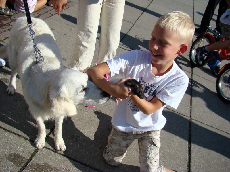Zdjęcie w galerii na portalu naszwodzislaw.com: Gryzonie pędziły po zwycięstwo wiadomości z regionu