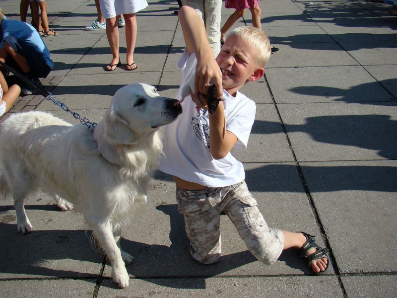 Zdjęcie w galerii na portalu naszwodzislaw.com: Gryzonie pędziły po zwycięstwo wiadomości z regionu