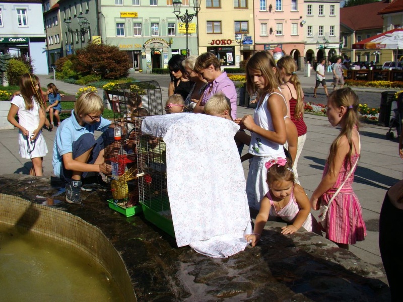 Zdjęcie w galerii na portalu naszwodzislaw.com: Gryzonie pędziły po zwycięstwo wiadomości z regionu